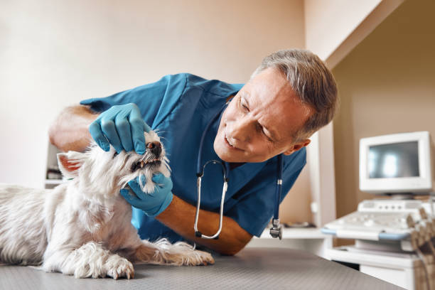 Best After-Hours Dental Care in Dock Junction, GA